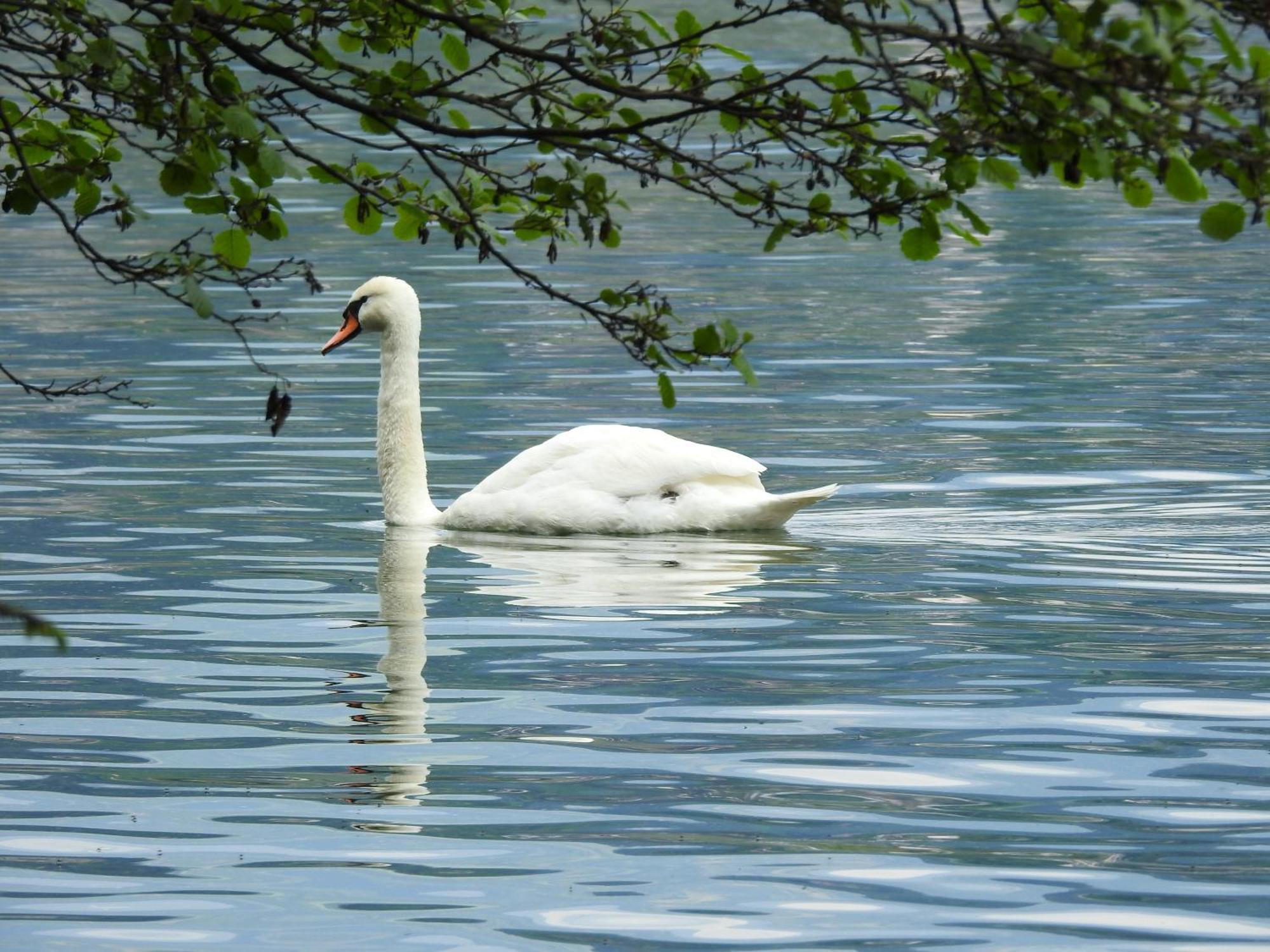 Villa Rauter Seeboden Bagian luar foto